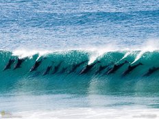 Серфинг с дельфинами (dolphin-surfing.jpg)
